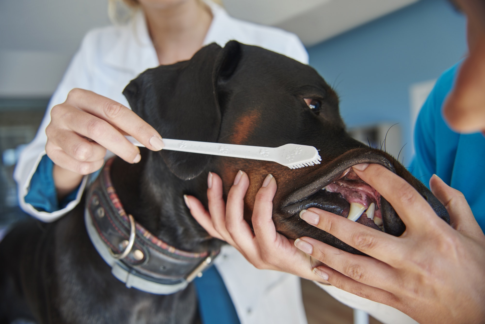 Auxiliar em Veterinário